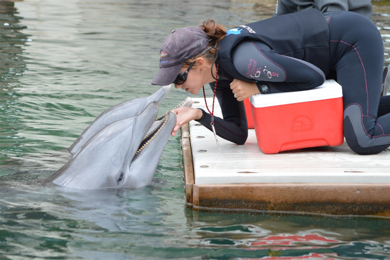 dolphin encounter